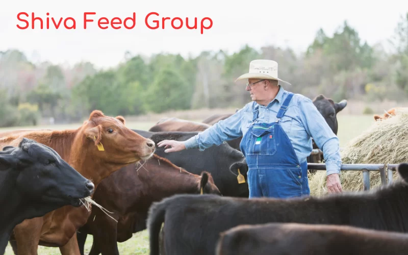 The Importance of Healthy Cattle Feed for Dairy Farming