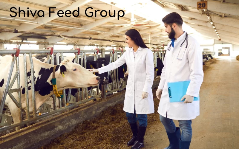 Why Federal Feed is Necessary For Successful Dairy Farm?